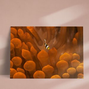 Solo in un mare d'arancio
