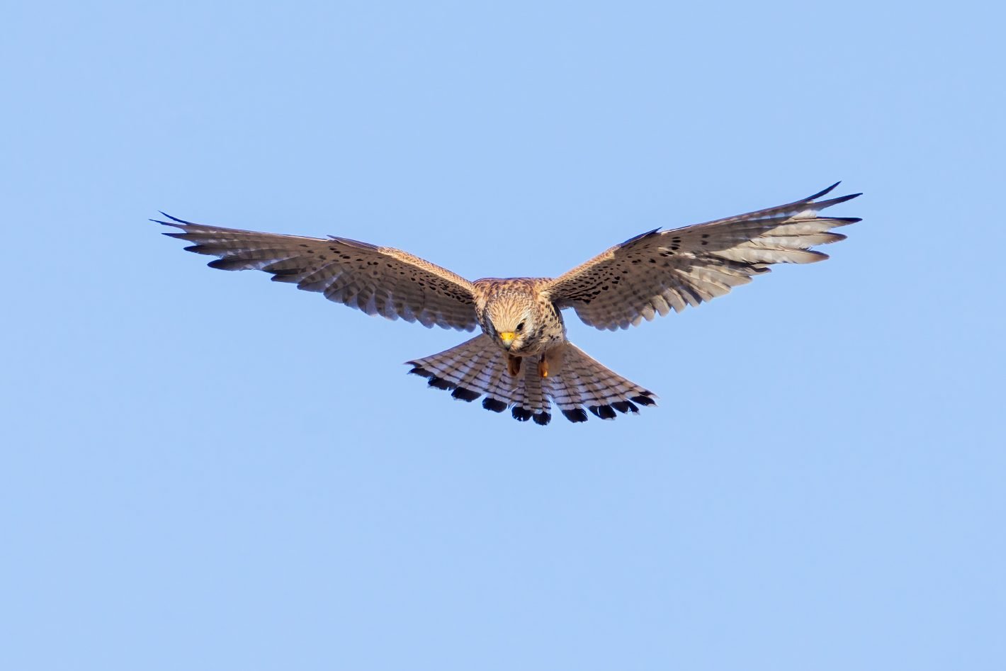 Lesser kestrel (Falco naumanni), female, Mignone valley, Tarquinia, Italy