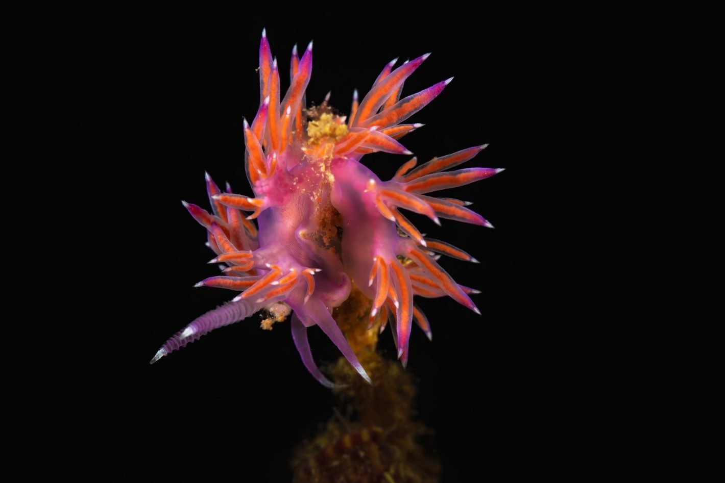 Nudibranco ( Flabellina affinis) ,Civitavecchia, Mediterranean sea, Italy