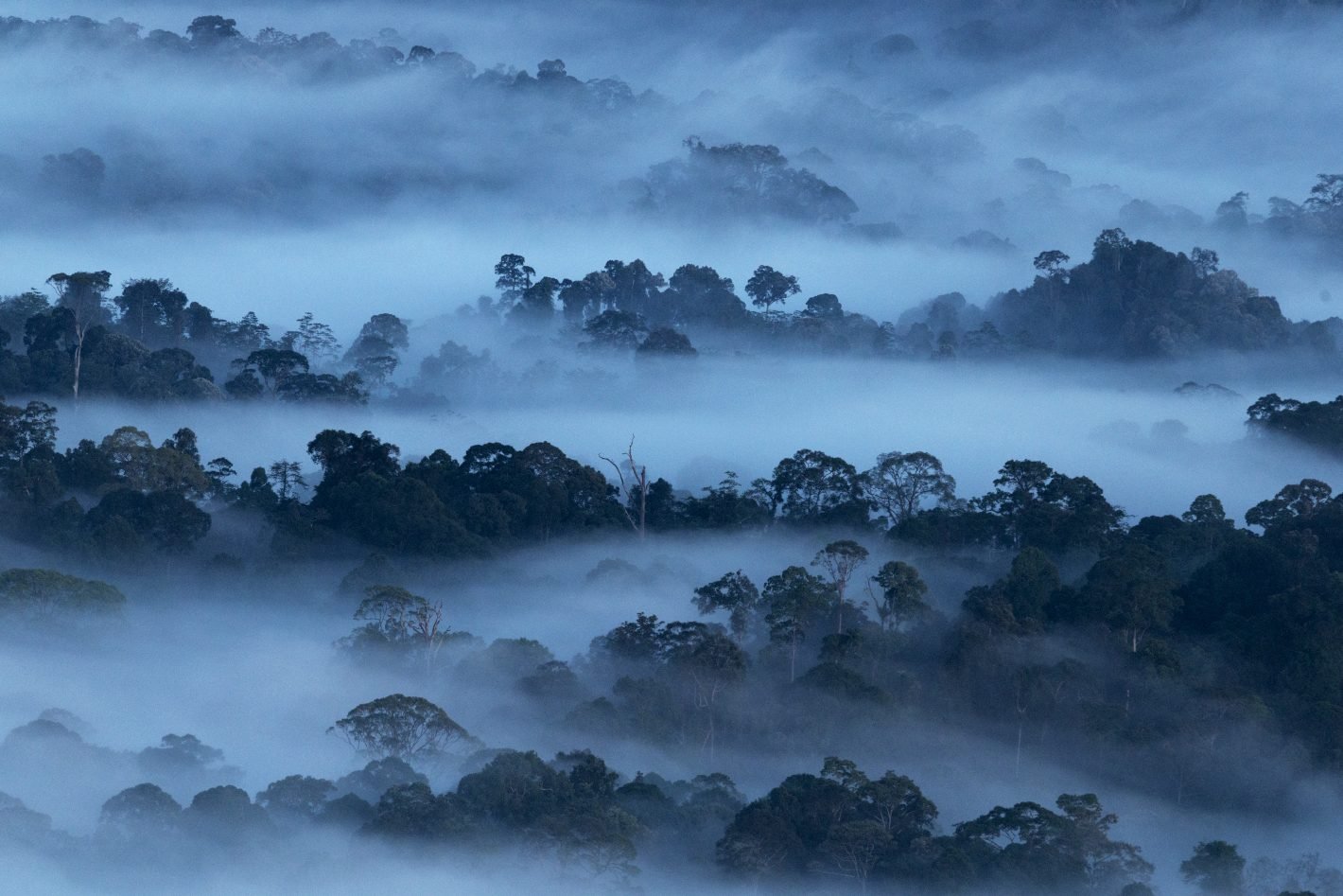 Prima dell'alba, ,Danum Valley, Borneo malese